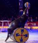 d150402-20140370-100-cirkus_krone-evolution