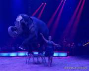 d191225-211244-450-100-circus_krone-hereinspaziert-manege_frei-premiere