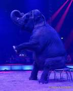 d191225-211320-470-100-circus_krone-hereinspaziert-manege_frei-premiere