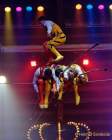 d191225-213502-990-100-circus_krone-hereinspaziert-manege_frei-premiere