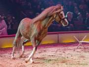 Circus Krone Winterprogramm 2022/23  - Stars in der Manege