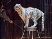 Circus Krone Winterprogramm 2022/23  - Stars in der Manege