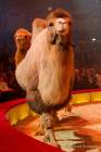 Circus Krone Winterprogramm 2022/23  - Stars in der Manege