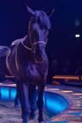 d190404-221841-030-100-circus_krone-mandana-premiere