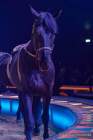 d190404-221841-030-100-circus_krone-mandana-premiere