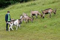 d200629-114020-100-100-krone_farm-presse_rundgang