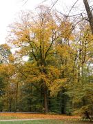 Fotto Spaziergang im Englischen Garten