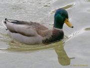 Fotto Spaziergang im Englischen Garten