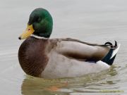 Fotto Spaziergang im Englischen Garten