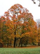 Fotto Spaziergang im Englischen Garten