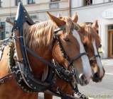 d160802-08494722-100-gaertnerjahrtag_muenchen