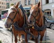 d160802-08514027-100-gaertnerjahrtag_muenchen