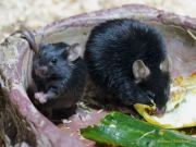 Abendlicher Foto- und Presserundgang durch den Tierpark Hellabrunn 2024