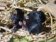 Abendlicher Foto- und Presserundgang durch den Tierpark Hellabrunn 2024