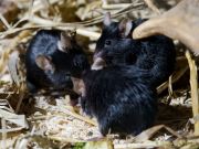 Abendlicher Foto- und Presserundgang durch den Tierpark Hellabrunn 2024