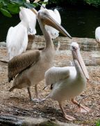 Abendlicher Foto- und Presserundgang durch den Tierpark Hellabrunn 2024