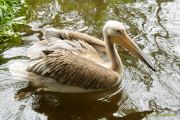 Abendlicher Foto- und Presserundgang durch den Tierpark Hellabrunn 2024