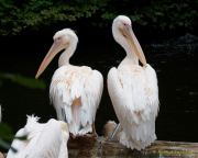 Abendlicher Foto- und Presserundgang durch den Tierpark Hellabrunn 2024