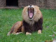 Abendlicher Foto- und Presserundgang durch den Tierpark Hellabrunn 2024