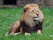 Abendlicher Foto- und Presserundgang durch den Tierpark Hellabrunn 2024