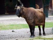 Abendlicher Foto- und Presserundgang durch den Tierpark Hellabrunn 2024