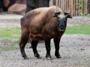 Abendlicher Foto- und Presserundgang durch den Tierpark Hellabrunn 2024