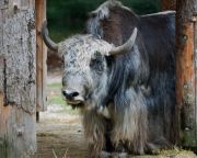 Abendlicher Foto- und Presserundgang durch den Tierpark Hellabrunn 2024