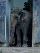 Abendlicher Foto- und Presserundgang durch den Tierpark Hellabrunn 2024