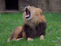 Abendlicher Foto- und Presserundgang durch den Tierpark Hellabrunn 2024