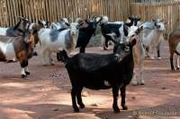 Tierpark Hellabrunn - Presse-Rundgang