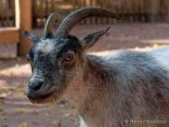 Tierpark Hellabrunn - Presse-Rundgang