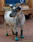 Tierpark Hellabrunn - Presse-Rundgang