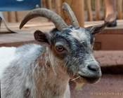 Tierpark Hellabrunn - Presse-Rundgang