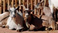 Tierpark Hellabrunn - Presse-Rundgang