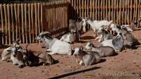 Tierpark Hellabrunn - Presse-Rundgang