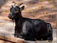 Tierpark Hellabrunn - Presse-Rundgang