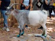 Tierpark Hellabrunn - Presse-Rundgang