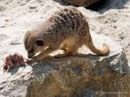 Tierpark Hellabrunn - Presse-Rundgang