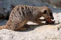 Tierpark Hellabrunn - Presse-Rundgang