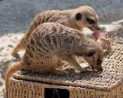 Tierpark Hellabrunn - Presse-Rundgang