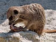 Tierpark Hellabrunn - Presse-Rundgang