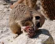 Tierpark Hellabrunn - Presse-Rundgang