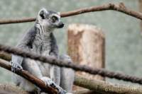 Tierpark Hellabrunn: Fertigstellung des Hauses der kleinen Affen