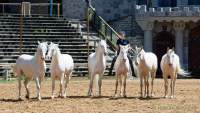 Carmina Burana Cavallo auf Schloss Kaltenberg 2022