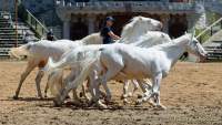 Carmina Burana Cavallo auf Schloss Kaltenberg 2022