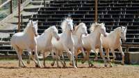 Carmina Burana Cavallo auf Schloss Kaltenberg 2022