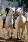 Carmina Burana Cavallo auf Schloss Kaltenberg 2022