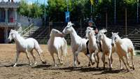 Carmina Burana Cavallo auf Schloss Kaltenberg 2022