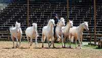 Carmina Burana Cavallo auf Schloss Kaltenberg 2022