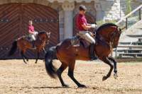 Carmina Burana Cavallo auf Schloss Kaltenberg 2022